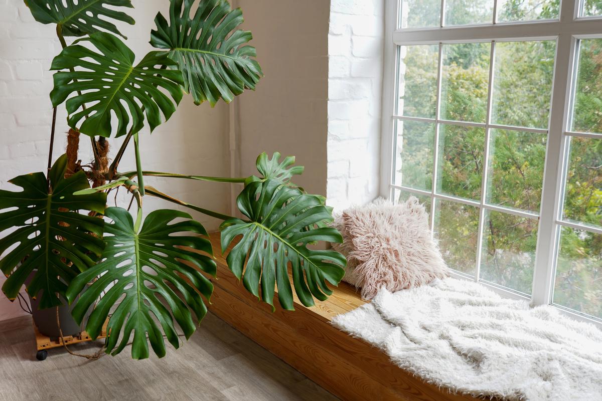 Plantas de Interior: Benefícios e Cuidados para um Espaço Mais Saudável e Aconchegante